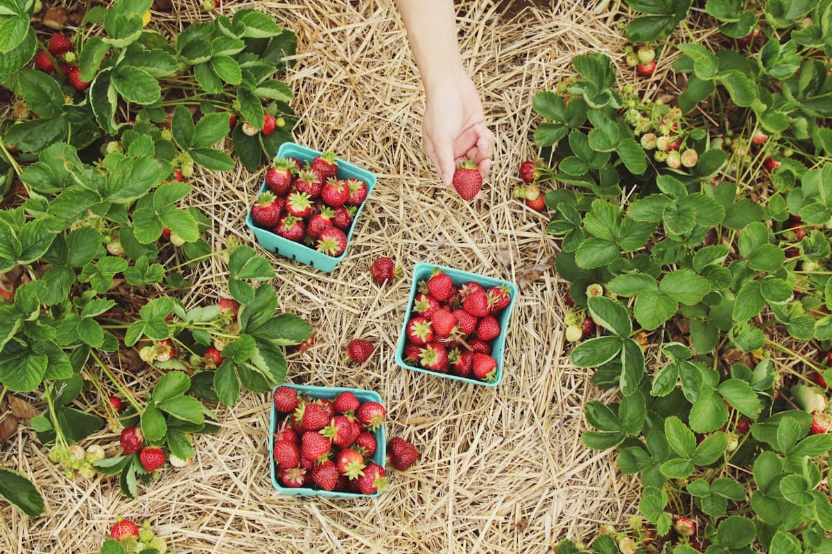 Freshly harvested strawberries